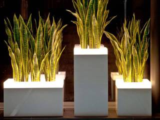 Fiber Reinforced Planters, Scube Creations Scube Creations Commercial spaces