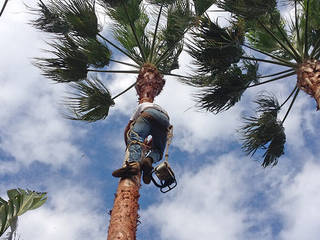 Reliable Tree Felling Services at Low Cost, Tree Fellers Pretoria Tree Fellers Pretoria