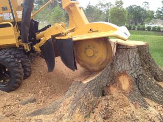 Reliable Tree Felling Services at Low Cost, Tree Fellers Pretoria Tree Fellers Pretoria