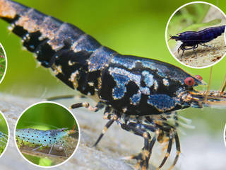 Zwerggarnelen im Aquarium, Garnelenhaus Garnelenhaus Maisons originales