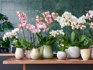 Phalaenopsis - Zimmerpflanze des Monats September, Pflanzenfreude.de Pflanzenfreude.de Modern Kitchen