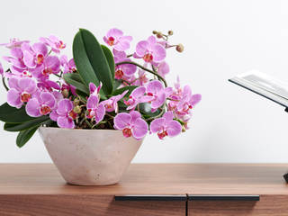 Phalaenopsis - Zimmerpflanze des Monats September, Pflanzenfreude.de Pflanzenfreude.de Jardin intérieur