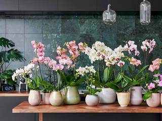 Phalaenopsis - Zimmerpflanze des Monats September, Pflanzenfreude.de Pflanzenfreude.de Modern Kitchen