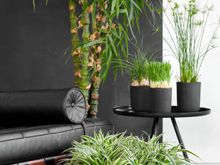 Zimmerpflanze des Monats Oktober, Pflanzenfreude.de Pflanzenfreude.de Modern Oturma Odası