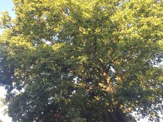 Oak Tree Pruning in Raynes Park, GraftinGardeners Ltd GraftinGardeners Ltd