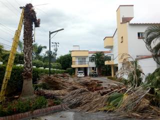 Tala de Palma y Compensación Ambiental, Globo Natural Globo Natural بيت زجاجي