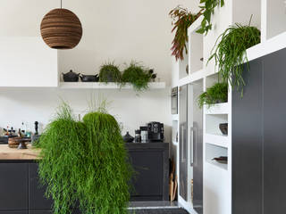 Zimmerpflanze des Monats November, Pflanzenfreude.de Pflanzenfreude.de Moderne Küchen