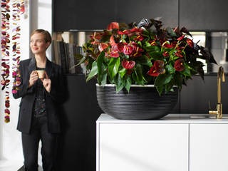Zimmerpflanze des Monats Dezember, Pflanzenfreude.de Pflanzenfreude.de Moderne Küchen
