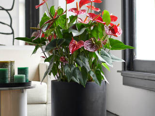Zimmerpflanze des Monats Dezember, Pflanzenfreude.de Pflanzenfreude.de Modern Living Room