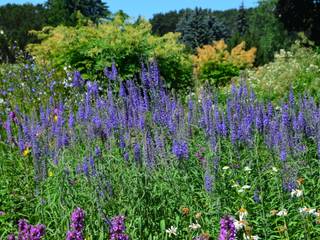 Озеленение, Aster Garden Aster Garden Modern garden