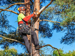 Tree Removal Service: There Are Different Benefits Of Getting One, Real Estate Real Estate Klassischer Garten