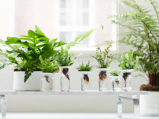 Zimmerpflanze des Monats Februar, Pflanzenfreude.de Pflanzenfreude.de Modern living room