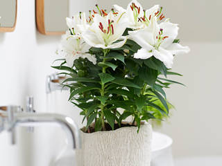 Zimmerpflanze des Monats März 2019, Pflanzenfreude.de Pflanzenfreude.de Modern Bathroom