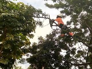 Tree Felling Pretoria Services, Tree Felling Group Tree Felling Group