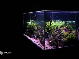 550L Freshwater Planted Aquarium Installation, Liquid Habitat Liquid Habitat Living room