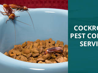 Pest Control Services in Bangalore, techsquadteam techsquadteam