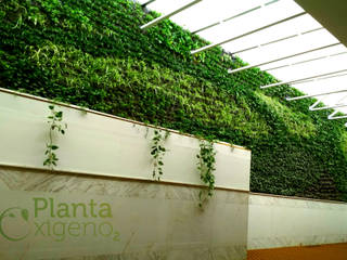 Muro Verde natural Salon de fiestas, Planta Oxígeno Planta Oxígeno فناء أمامي بوص/ بامبو Green
