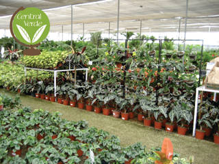 Comercialización de plantas, Central Verde Central Verde Modern garden