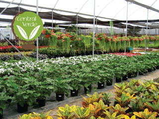 Comercialización de plantas, Central Verde Central Verde Taman interior