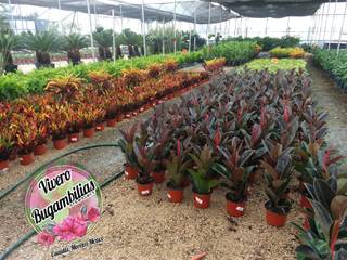 expo conaplor 2019, "vivero bugambilias" 'vivero bugambilias' Jardins rústicos