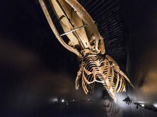 Iluminación de museos. Aquarium Donostia, OutSide Tech Light OutSide Tech Light Gewerbeflächen