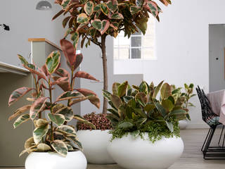 Zimmerpflanze des Monats September 2019 - Ficus, Pflanzenfreude.de Pflanzenfreude.de Scandinavian style living room