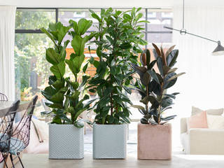Zimmerpflanze des Monats September 2019 - Ficus, Pflanzenfreude.de Pflanzenfreude.de Skandinavische Wohnzimmer
