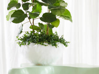 Zimmerpflanze des Monats September 2019 - Ficus, Pflanzenfreude.de Pflanzenfreude.de Scandinavian style living room