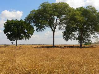 Grandes Fazendas a Venda Em Goias - SILVANO REIS IMÓVEIS (62) 98182-4401 (WhatsApp)/(62) 99366-8506, SILVANO REIS IMÓVEIS RURAIS SILVANO REIS IMÓVEIS RURAIS