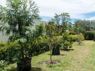 Diseño Bosque Nativo Cliente Llanogrande - Antioquia, TERRA Prados y jardines TERRA Prados y jardines Country style garden