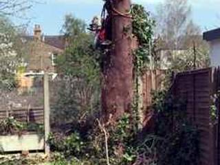 Various Tree Works in Surrey, Surrey Tree Services Surrey Tree Services