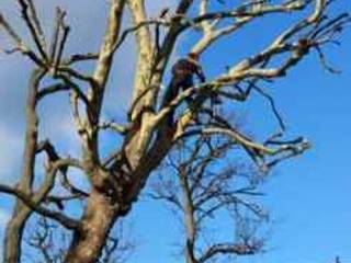 Various Tree Works in Surrey, Surrey Tree Services Surrey Tree Services