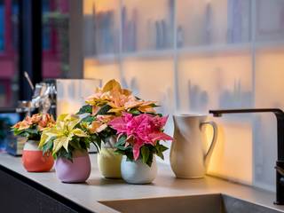 Zimmerpflanze des Monats Dezember - Poinsettie, Pflanzenfreude.de Pflanzenfreude.de Interior garden Pottery