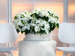 Zimmerpflanze des Monats Dezember - Poinsettie, Pflanzenfreude.de Pflanzenfreude.de Raumbegrünung Baumwolle Weiß
