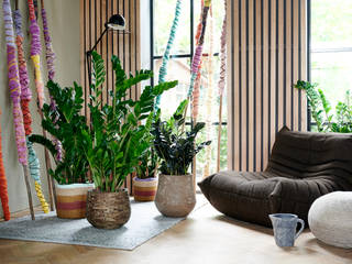 Zimmerpflanze des Monats Januar 2020 - Zamioculcas, Pflanzenfreude.de Pflanzenfreude.de Interior garden