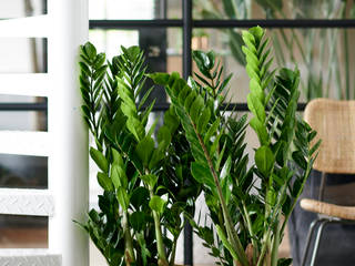 Zimmerpflanze des Monats Januar 2020 - Zamioculcas, Pflanzenfreude.de Pflanzenfreude.de Jardín interior Multicolor