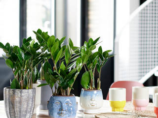 Zimmerpflanze des Monats Januar 2020 - Zamioculcas, Pflanzenfreude.de Pflanzenfreude.de Vườn nội thất Multicolored