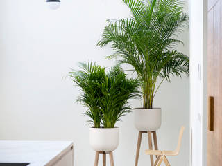 Zimmerpflanze des Monats Februar 2020 - Goldfruchtpalme (Areca), Pflanzenfreude.de Pflanzenfreude.de Raumbegrünung Weiß