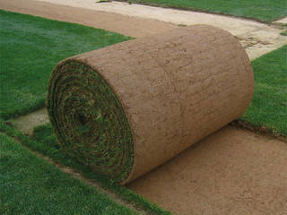 Rulo Çim Fiyatı , Peyzaj Peyzaj Garden Shed Bamboo Green