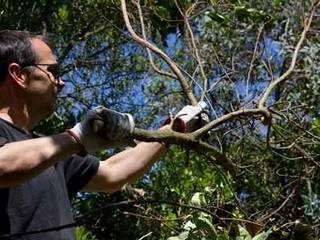 Élagage d'arbres à Bois-Le-Roi, Elagage Villiers Elagueur Bois-le-Roi 77 Elagage Villiers Elagueur Bois-le-Roi 77 Jardines de estilo clásico