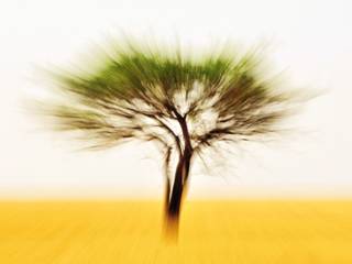 Alberi Astratti - Abstract Trees, Photo Atelier di Sandro Santioli Photo Atelier di Sandro Santioli ห้องอื่นๆ