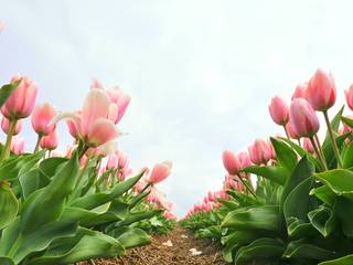 Tulipani e Papaveri - Tulips & Poppies, Photo Atelier di Sandro Santioli Photo Atelier di Sandro Santioli Lebih banyak kamar