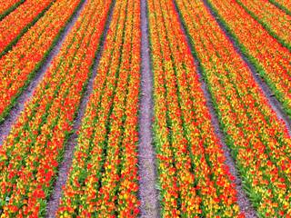 Tulipani e Papaveri - Tulips & Poppies, Photo Atelier di Sandro Santioli Photo Atelier di Sandro Santioli Otros espacios