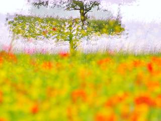 Tulipani e Papaveri - Tulips & Poppies, Photo Atelier di Sandro Santioli Photo Atelier di Sandro Santioli Więcej pomieszczeń