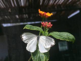 MARIPOSARIO, CESAR MONCADA SALAZAR (L2M ARQUITECTOS S DE RL DE CV) CESAR MONCADA SALAZAR (L2M ARQUITECTOS S DE RL DE CV) Commercial spaces