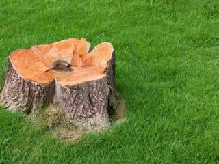 CA Tree Removal of Etobicoke