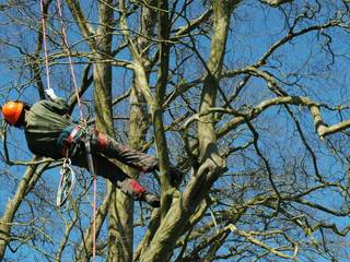 Tree Removal Barrie