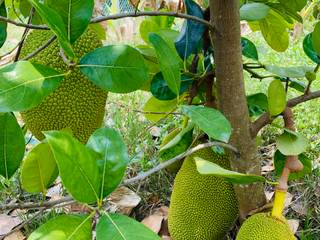 An's Garden, Công ty TNHH TM DV BĐS An Tường Công ty TNHH TM DV BĐS An Tường Garden Shed