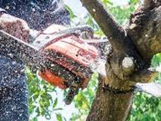 Tree Service Champaign Il Pros, Tree Service Champaign Il Pros Tree Service Champaign Il Pros