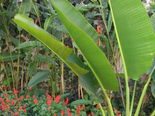 Terraço confortável e jardim tropical - Publicação Revista D Casa, Daniela Sedo Paisagismo Daniela Sedo Paisagismo สวนหน้าบ้าน